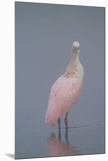 Immature Roseate Spoonbill (Platalea Ajaja)-Lynn M^ Stone-Mounted Premium Photographic Print