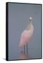 Immature Roseate Spoonbill (Platalea Ajaja)-Lynn M^ Stone-Framed Stretched Canvas