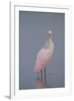 Immature Roseate Spoonbill (Platalea Ajaja)-Lynn M^ Stone-Framed Photographic Print