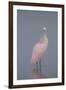 Immature Roseate Spoonbill (Platalea Ajaja)-Lynn M^ Stone-Framed Photographic Print