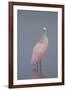 Immature Roseate Spoonbill (Platalea Ajaja)-Lynn M^ Stone-Framed Photographic Print