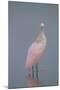 Immature Roseate Spoonbill (Platalea Ajaja)-Lynn M^ Stone-Mounted Photographic Print