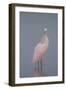 Immature Roseate Spoonbill (Platalea Ajaja)-Lynn M^ Stone-Framed Photographic Print