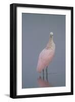 Immature Roseate Spoonbill (Platalea Ajaja)-Lynn M^ Stone-Framed Photographic Print