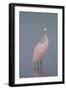 Immature Roseate Spoonbill (Platalea Ajaja)-Lynn M^ Stone-Framed Photographic Print