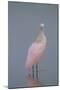 Immature Roseate Spoonbill (Platalea Ajaja)-Lynn M^ Stone-Mounted Photographic Print