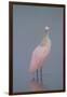 Immature Roseate Spoonbill (Platalea Ajaja)-Lynn M^ Stone-Framed Photographic Print