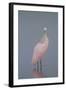 Immature Roseate Spoonbill (Platalea Ajaja)-Lynn M^ Stone-Framed Photographic Print