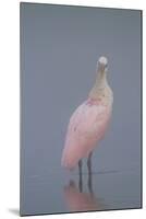 Immature Roseate Spoonbill (Platalea Ajaja)-Lynn M^ Stone-Mounted Photographic Print