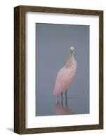 Immature Roseate Spoonbill (Platalea Ajaja)-Lynn M^ Stone-Framed Photographic Print