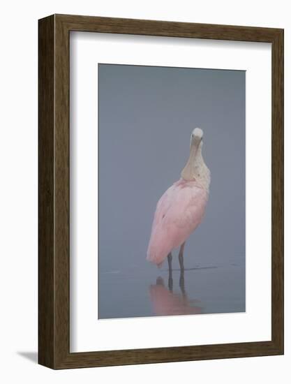 Immature Roseate Spoonbill (Platalea Ajaja)-Lynn M^ Stone-Framed Photographic Print