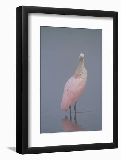 Immature Roseate Spoonbill (Platalea Ajaja)-Lynn M^ Stone-Framed Photographic Print