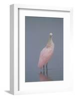 Immature Roseate Spoonbill (Platalea Ajaja)-Lynn M^ Stone-Framed Photographic Print