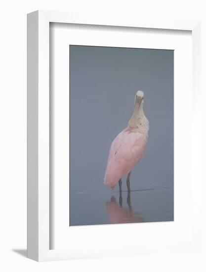 Immature Roseate Spoonbill (Platalea Ajaja)-Lynn M^ Stone-Framed Photographic Print