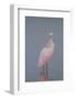 Immature Roseate Spoonbill (Platalea Ajaja)-Lynn M^ Stone-Framed Photographic Print