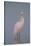 Immature Roseate Spoonbill (Platalea Ajaja)-Lynn M^ Stone-Stretched Canvas