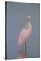 Immature Roseate Spoonbill (Platalea Ajaja)-Lynn M^ Stone-Stretched Canvas