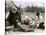 Immigrant Family Cutting Seed Potatoes to Plant on Their Quarter-Acre in Michigan, 1890s-null-Stretched Canvas