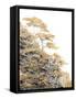 Immortal Pine-Shelley Lake-Framed Stretched Canvas