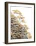 Immortal Pine-Shelley Lake-Framed Photographic Print
