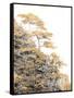 Immortal Pine-Shelley Lake-Framed Stretched Canvas