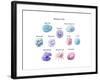 Immune Cells, Illustration-Spencer Sutton-Framed Art Print