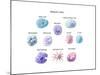 Immune Cells, Illustration-Spencer Sutton-Mounted Art Print