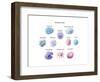 Immune Cells, Illustration-Spencer Sutton-Framed Art Print