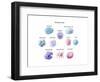 Immune Cells, Illustration-Spencer Sutton-Framed Art Print