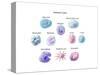 Immune Cells, Illustration-Spencer Sutton-Stretched Canvas