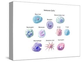 Immune Cells, Illustration-Spencer Sutton-Stretched Canvas