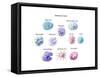 Immune Cells, Illustration-Spencer Sutton-Framed Stretched Canvas