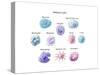 Immune Cells, Illustration-Spencer Sutton-Stretched Canvas