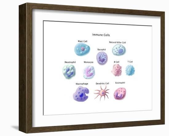 Immune Cells, Illustration-Spencer Sutton-Framed Art Print