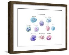 Immune Cells, Illustration-Spencer Sutton-Framed Art Print