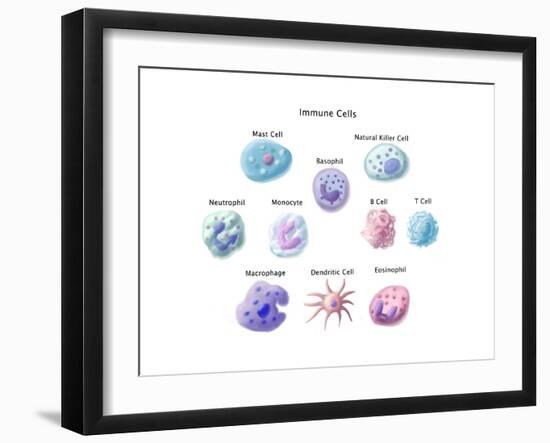 Immune Cells, Illustration-Spencer Sutton-Framed Art Print