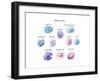 Immune Cells, Illustration-Spencer Sutton-Framed Art Print