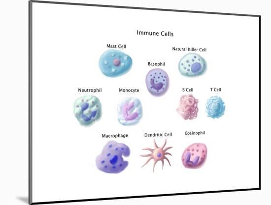 Immune Cells, Illustration-Spencer Sutton-Mounted Art Print