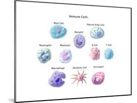 Immune Cells, Illustration-Spencer Sutton-Mounted Art Print