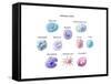 Immune Cells, Illustration-Spencer Sutton-Framed Stretched Canvas