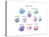 Immune Cells, Illustration-Spencer Sutton-Stretched Canvas