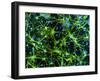 Immunofluorescent LM of Astrocyte Brain Cells-Nancy Kedersha-Framed Photographic Print