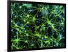 Immunofluorescent LM of Astrocyte Brain Cells-Nancy Kedersha-Framed Photographic Print