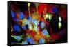 Immunofluorescent LM of HeLa Cells In Culture-Nancy Kedersha-Framed Stretched Canvas