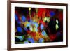 Immunofluorescent LM of HeLa Cells In Culture-Nancy Kedersha-Framed Photographic Print