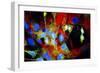 Immunofluorescent LM of HeLa Cells In Culture-Nancy Kedersha-Framed Photographic Print