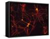 Immunofluorescent LM of Mammalian Brain Astrocytes-Nancy Kedersha-Framed Stretched Canvas