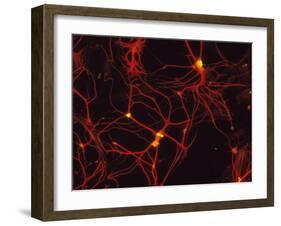 Immunofluorescent LM of Mammalian Brain Astrocytes-Nancy Kedersha-Framed Photographic Print