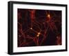 Immunofluorescent LM of Mammalian Brain Astrocytes-Nancy Kedersha-Framed Photographic Print