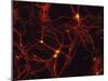 Immunofluorescent LM of Mammalian Brain Astrocytes-Nancy Kedersha-Mounted Photographic Print